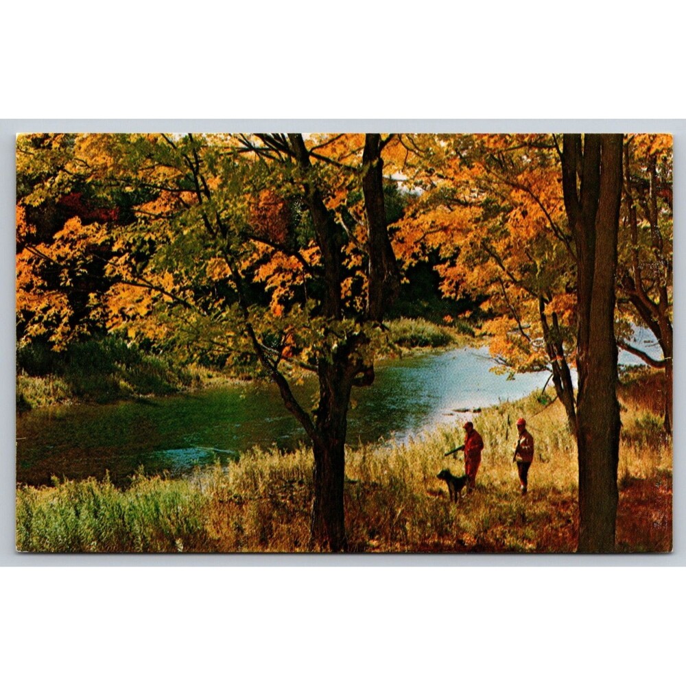 Postcard Fall Autumn Hunters Dog Sparkling Stream Shining Sun New England c1970s